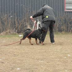 Rottweiler Von Hause luna´s Phillip
