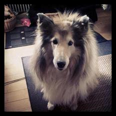 Collie langhåret Blanca