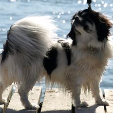 Tibetansk spaniel Kaztanje (Mic Mac Rock around the clock)