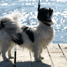 Tibetansk spaniel Kaztanje (Mic Mac Rock around the clock)