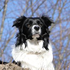 Border collie Danielsson´s Skyline Celix (Felix)
