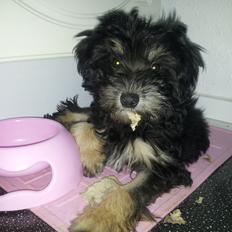 Løwchen Lions of Denmark Final Outbreak *Lulu*