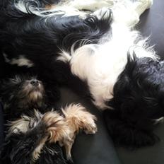 Løwchen Lions of Denmark Final Outbreak *Lulu*