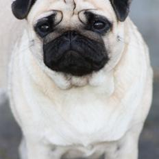 Mops Alma (Mine forældres)