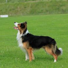 Border collie Spot
