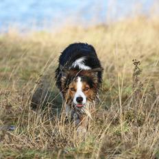 Border collie Spot