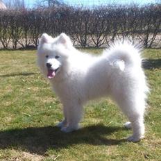 Samojedhund J. CH Cabaka's Yang yang (Bamse)