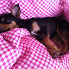 Blanding af racer Nova