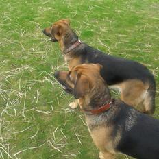 Blanding af racer Maggi