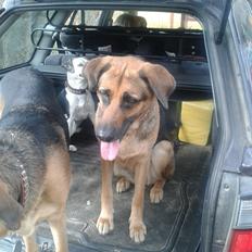 Blanding af racer Maggi