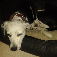 Blanding af racer Mille