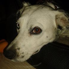 Blanding af racer Mille