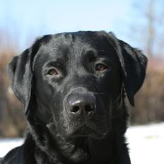 Labrador retriever Blackboys Kenzo