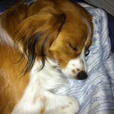 Kooikerhondje Baschko's Jelle V. Danser