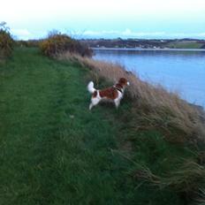 Kooikerhondje Baschko's Jelle V. Danser