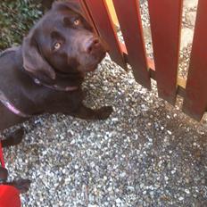 Labrador retriever Mocca