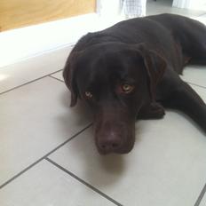 Labrador retriever Mocca