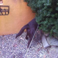 Labrador retriever Mocca