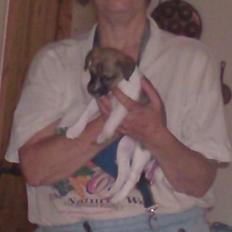 Dansk svensk gaardhund figgo