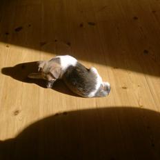 Dansk svensk gaardhund figgo