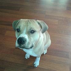 Blanding af racer Buthler