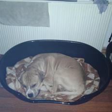 Blanding af racer Buthler