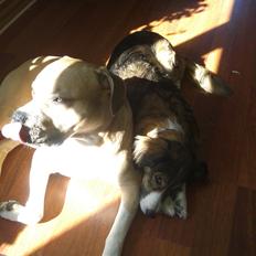 Blanding af racer Buthler