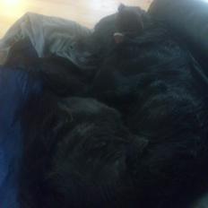 Flat coated retriever Basse (Egon)