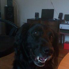 Flat coated retriever Basse (Egon)