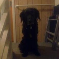 Flat coated retriever Basse (Egon)