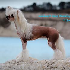 Chinese crested hårløs *GARBO*