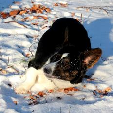 Welsh corgi cardigan Mosegården's Pick Of The Litter