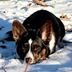 Welsh corgi cardigan Mosegården's Pick Of The Litter