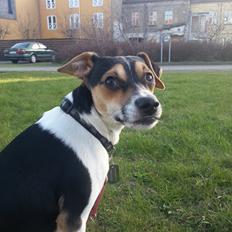 Dansk svensk gaardhund Onyx (Gustav)