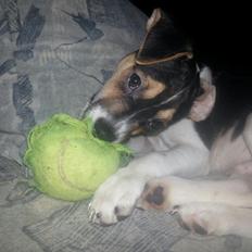 Dansk svensk gaardhund Onyx (Gustav)