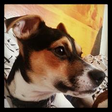 Dansk svensk gaardhund Onyx (Gustav)