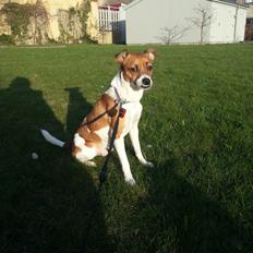 Dansk svensk gaardhund Chico