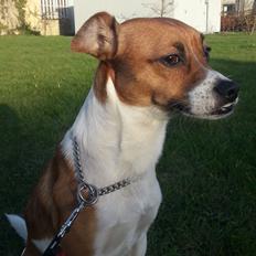 Dansk svensk gaardhund Chico