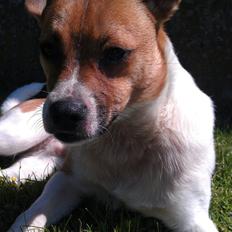 Dansk svensk gaardhund Chico