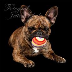 Fransk bulldog Bertha