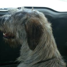 Irsk ulvehund Joker card. (IB)