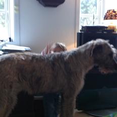 Irsk ulvehund Joker card. (IB)