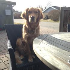 Golden retriever Casia