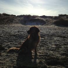 Golden retriever Casia