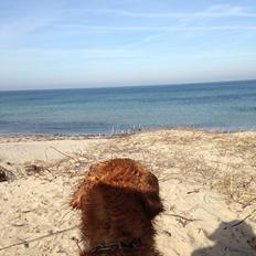 Golden retriever Casia