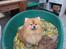 Pomeranian Mulle - 14 april o13 hun er blevet smuk orange mullepigen....