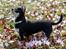 Chihuahua Chihuanas Blueberry Yum Yum - Evee - 15/4 2013