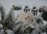 Coton de tulear Daisy