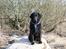 Curly coated retriever Balto (RIP)