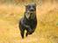 Labrador retriever Nynne ;-)